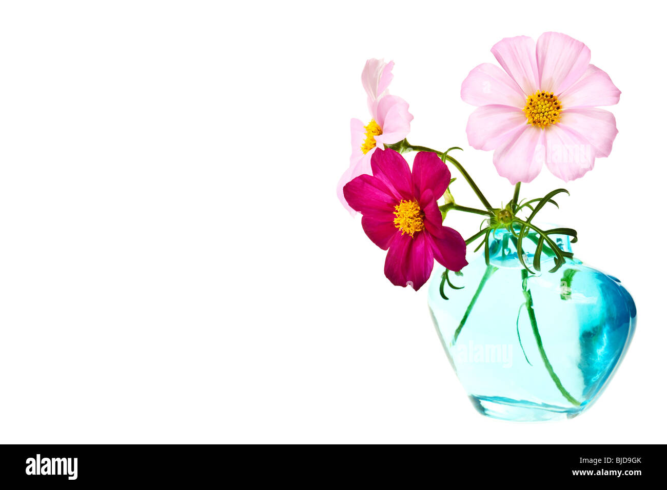 rosa Gänseblümchen auf einer rein weißen Hintergrund isoliert Stockfoto