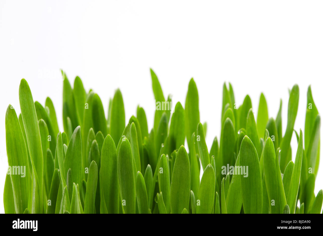 Grüne Grashalme auf weißem Hintergrund Stockfoto