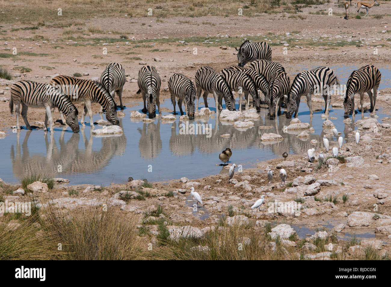 Zebras in das Wasserloch Stockfoto