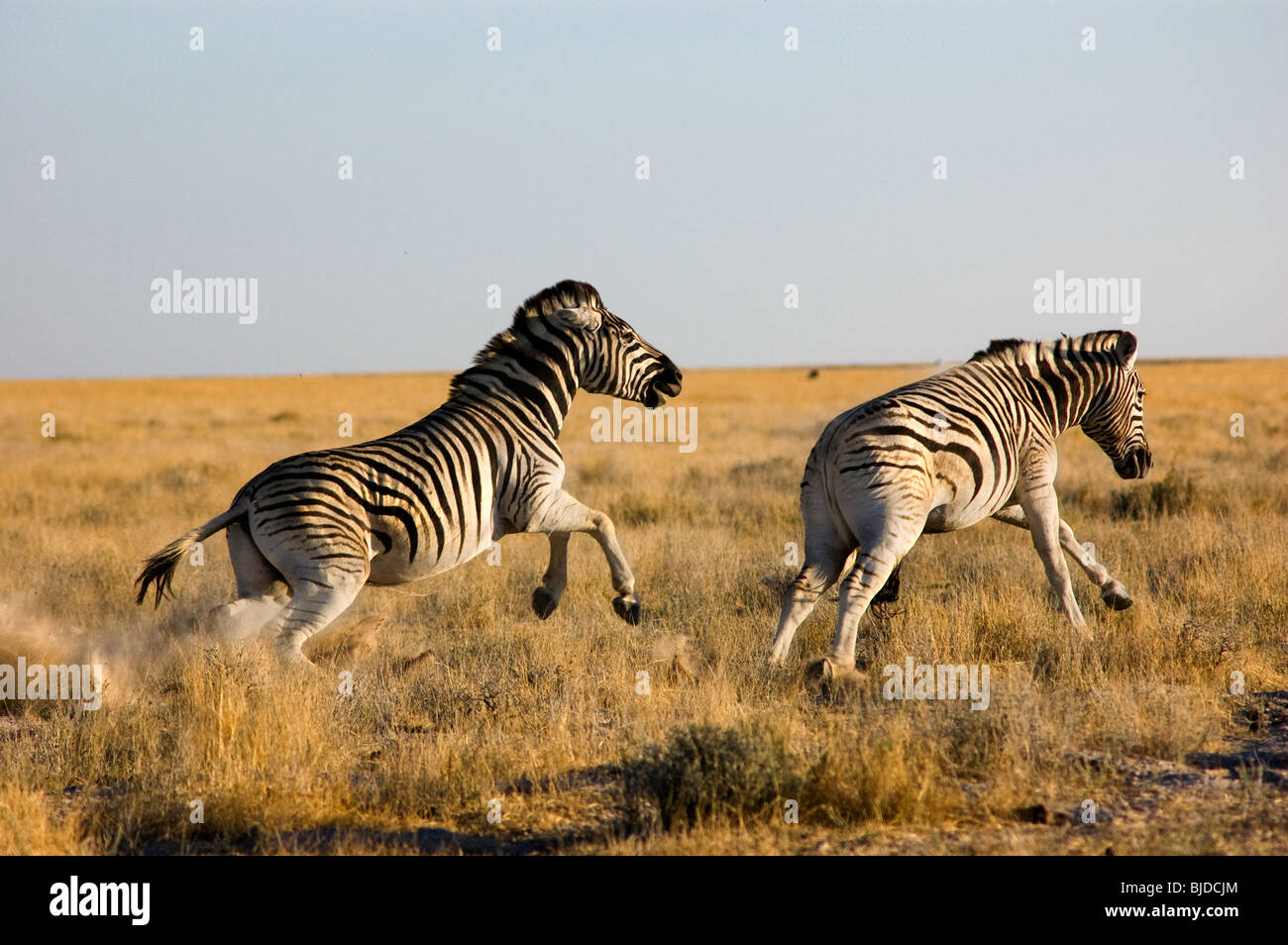Zwei Zebras kämpfen, treten und beißen Stockfoto
