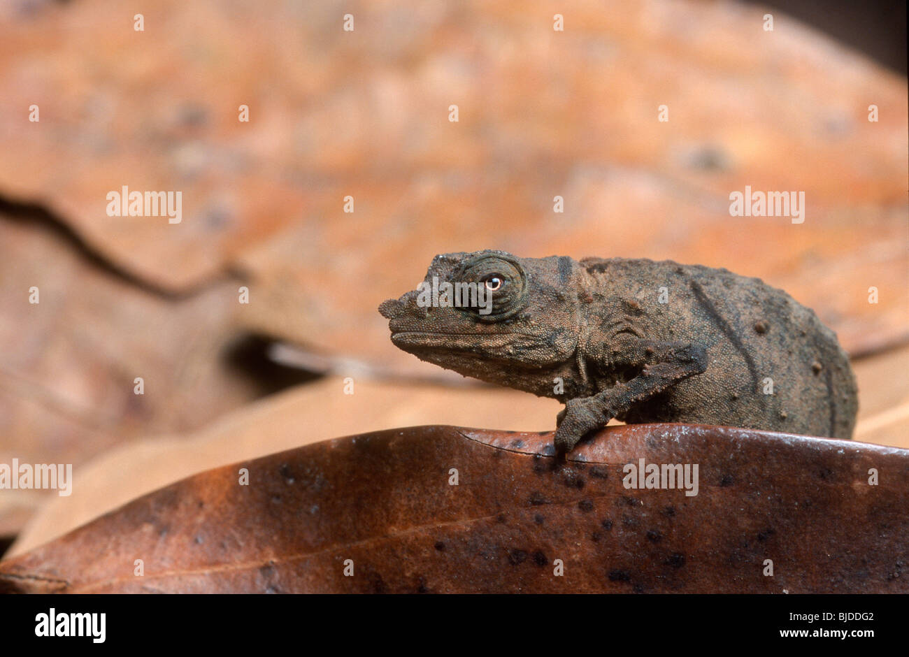 Zwerg-Blatt Chamäleon, Rhampholeon Spectrum, Kamerun, Westafrika Stockfoto