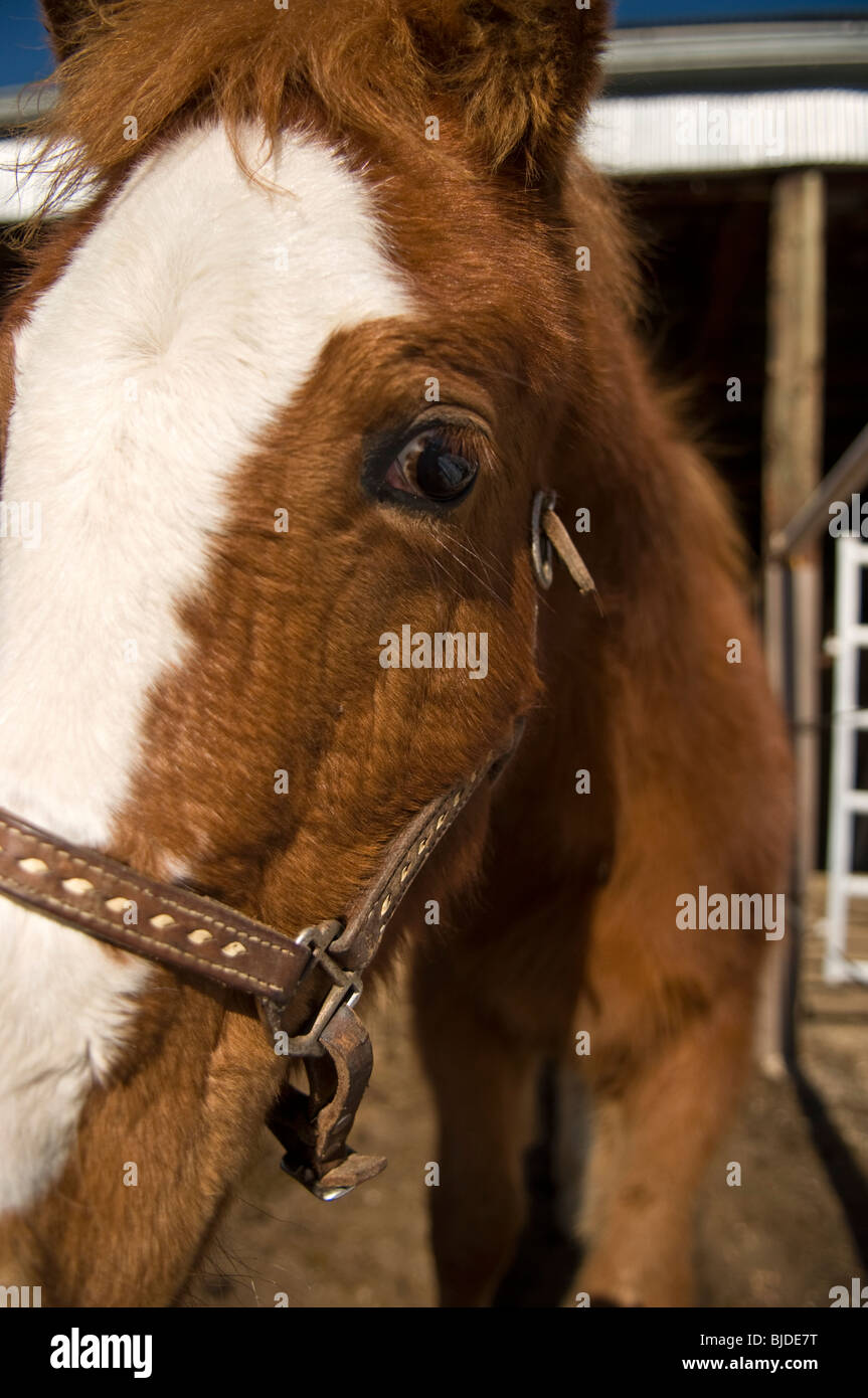 Nahaufnahme eines jungen Pferdes mit eine weiße Blesse Stockfoto