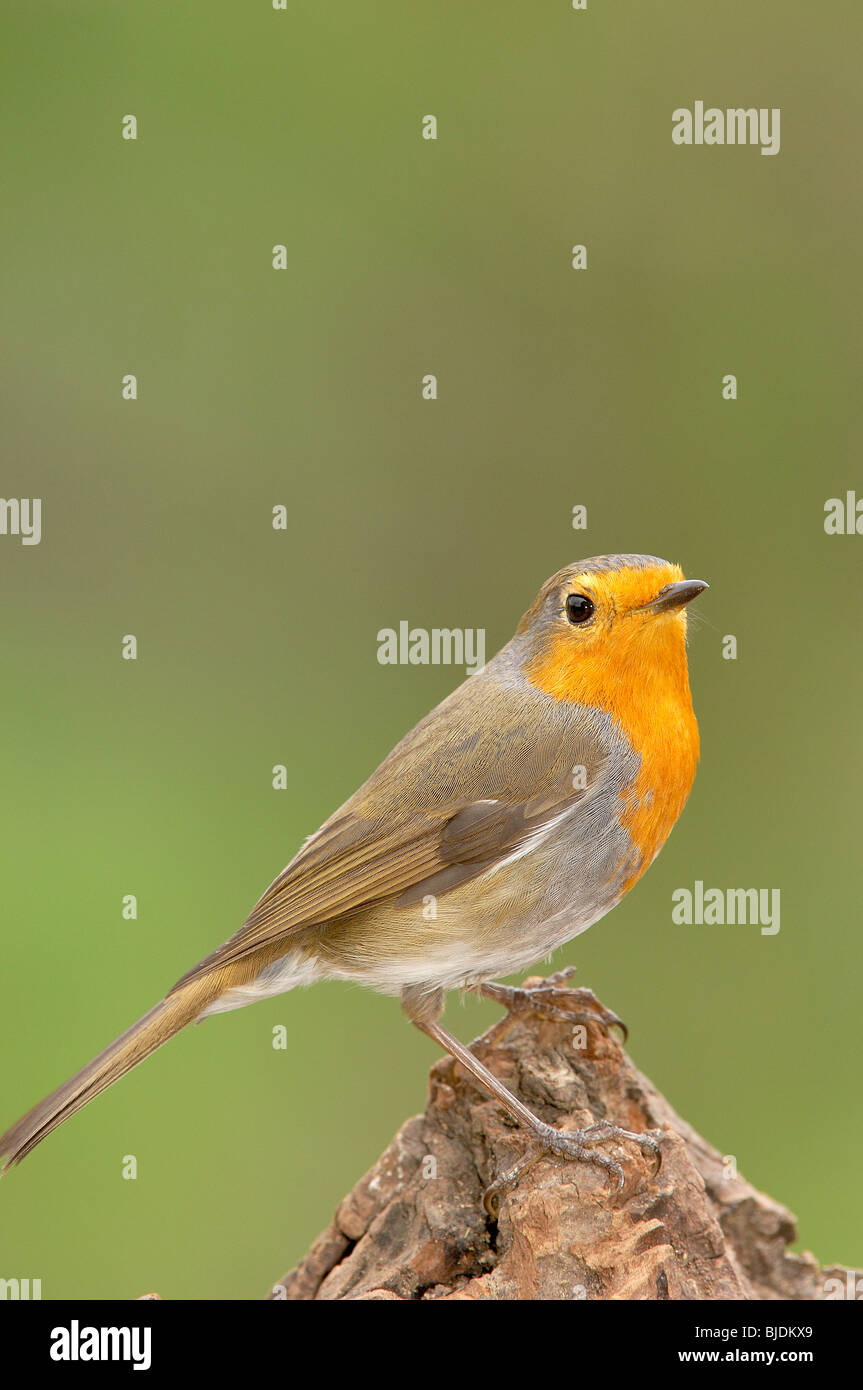 Rotkehlchen (Erithacus Rubecula), Andujar, Provinz Jaen, Andalusien, Spanien Stockfoto