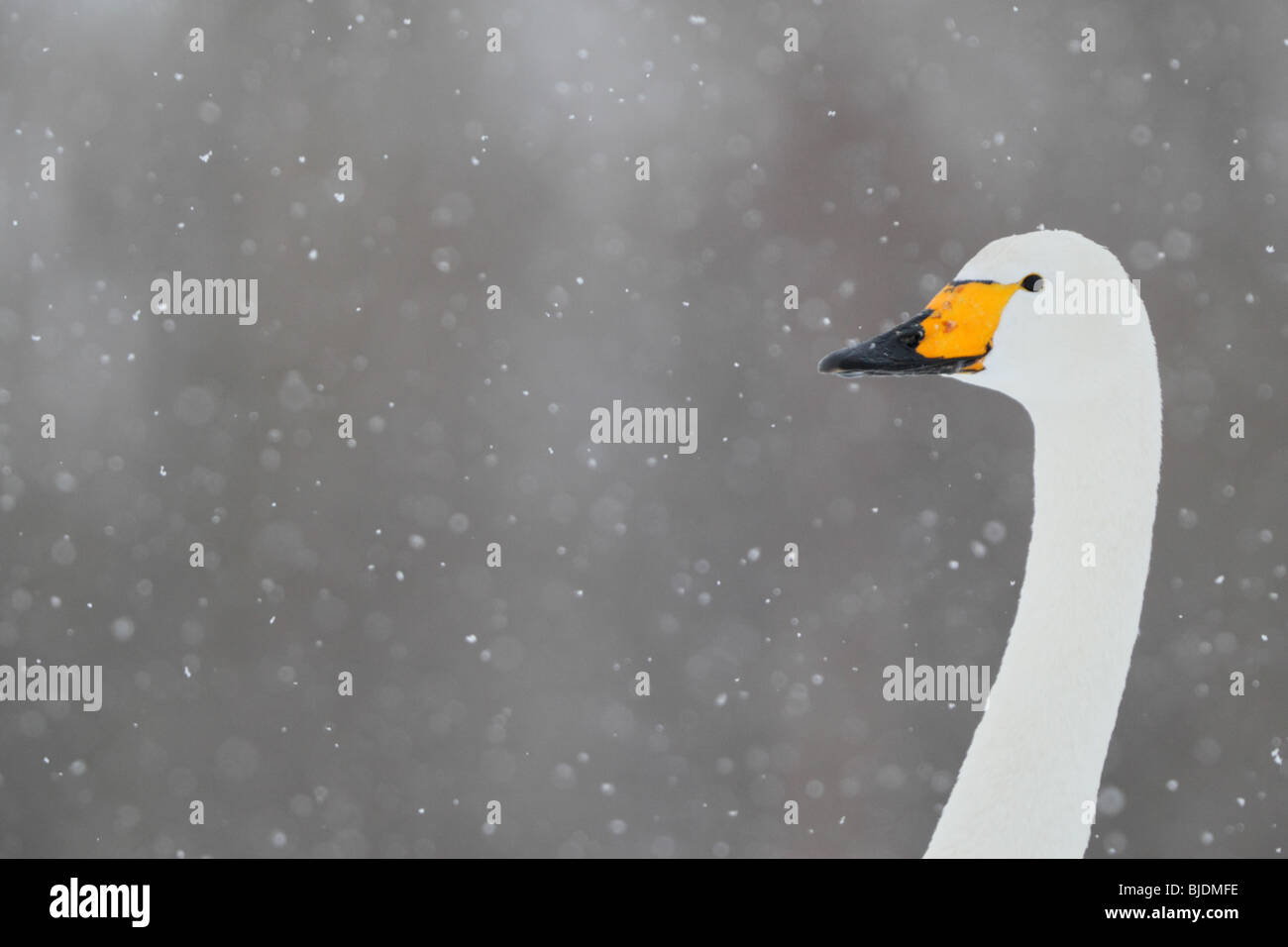 Singschwan (Cygnus Cygnus) bei Schneefall. Stockfoto