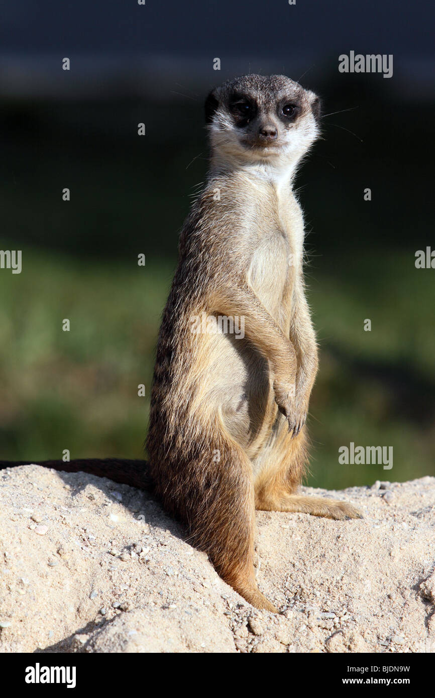 halten Sie Ausschau für Suricate im zoo Stockfoto