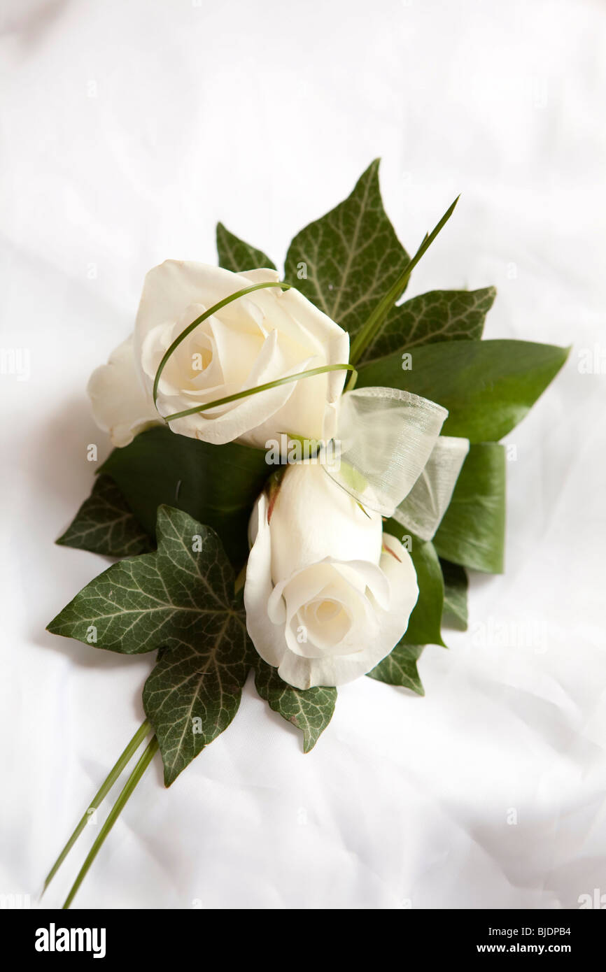 Die bräutigame Ivory rose Knopfloch auf weißem Hintergrund Stockfoto