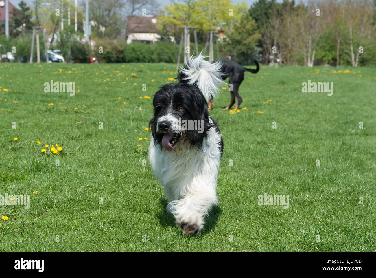 ein Spaziergang in einem Park außerhalb bobtail Stockfoto