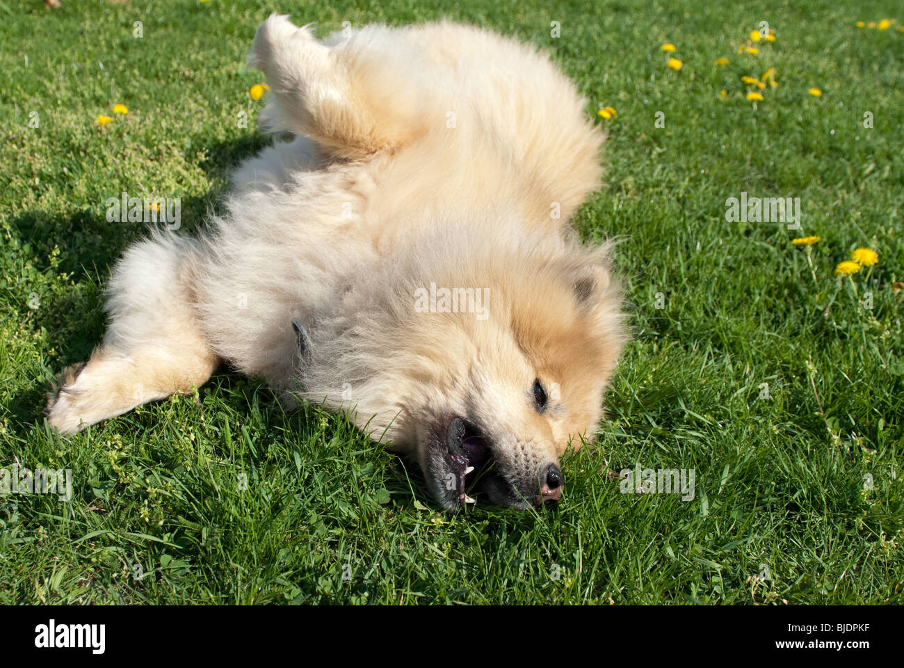 eine braune Eurasier Hund Rollen in der Wiese Stockfoto
