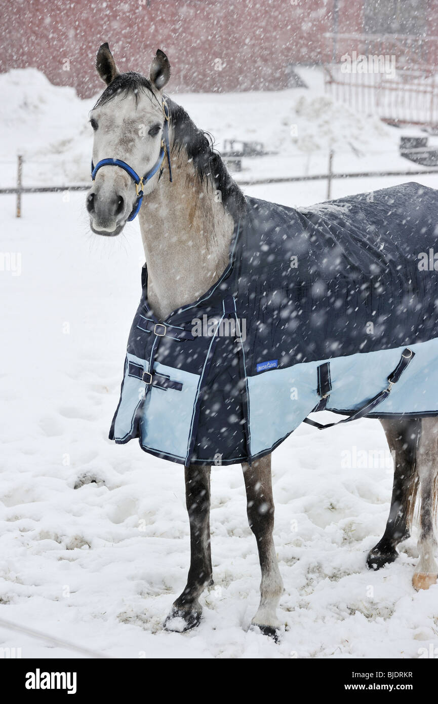 Pferd im Schneesturm. Stockfoto