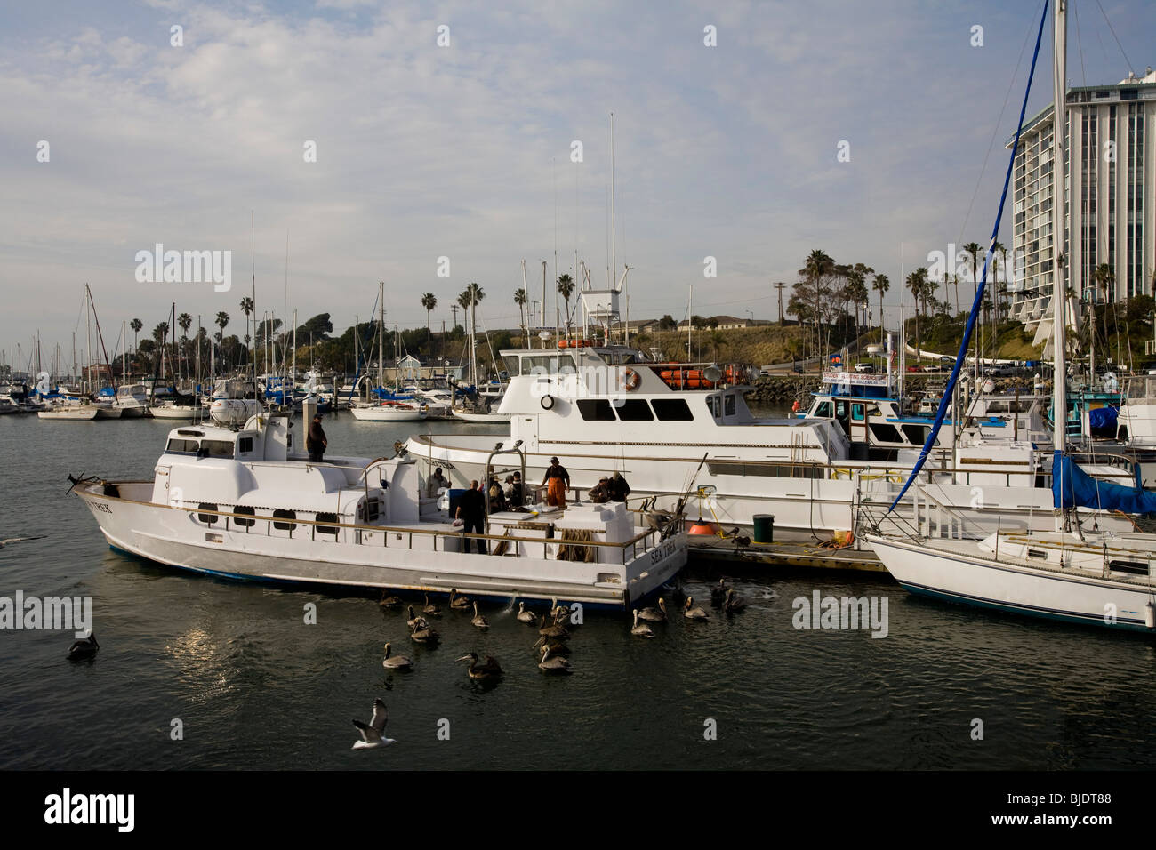 Pelikane und Eber, Oceanside Marina, California, Vereinigte Staaten von Amerika Stockfoto