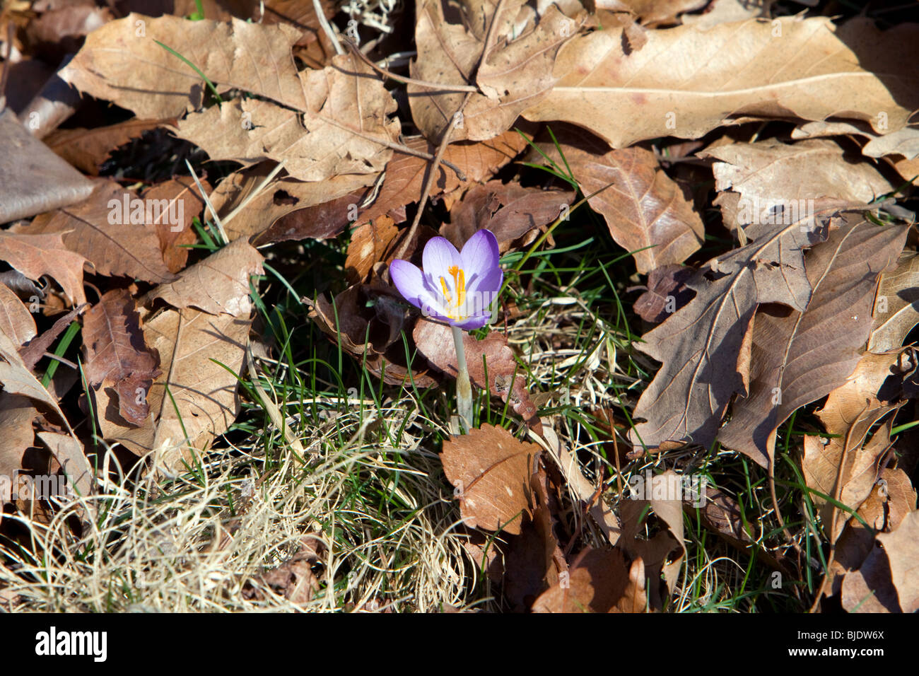 Eine Einzelfeder lila Krokus durch ein Bett von abgestorbenen Blätter auftauchen. Stockfoto