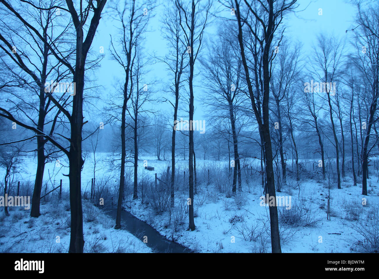 Bäume, Forstwirtschaft Bereich in Drenthe, Niederlande im kalten Abend winter Stockfoto
