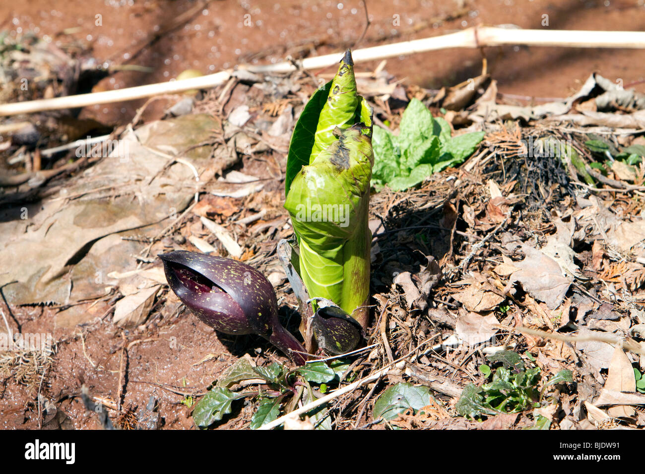 Neu entstanden Skunk Cabbage Spathes im zeitigen Frühjahr. Stockfoto