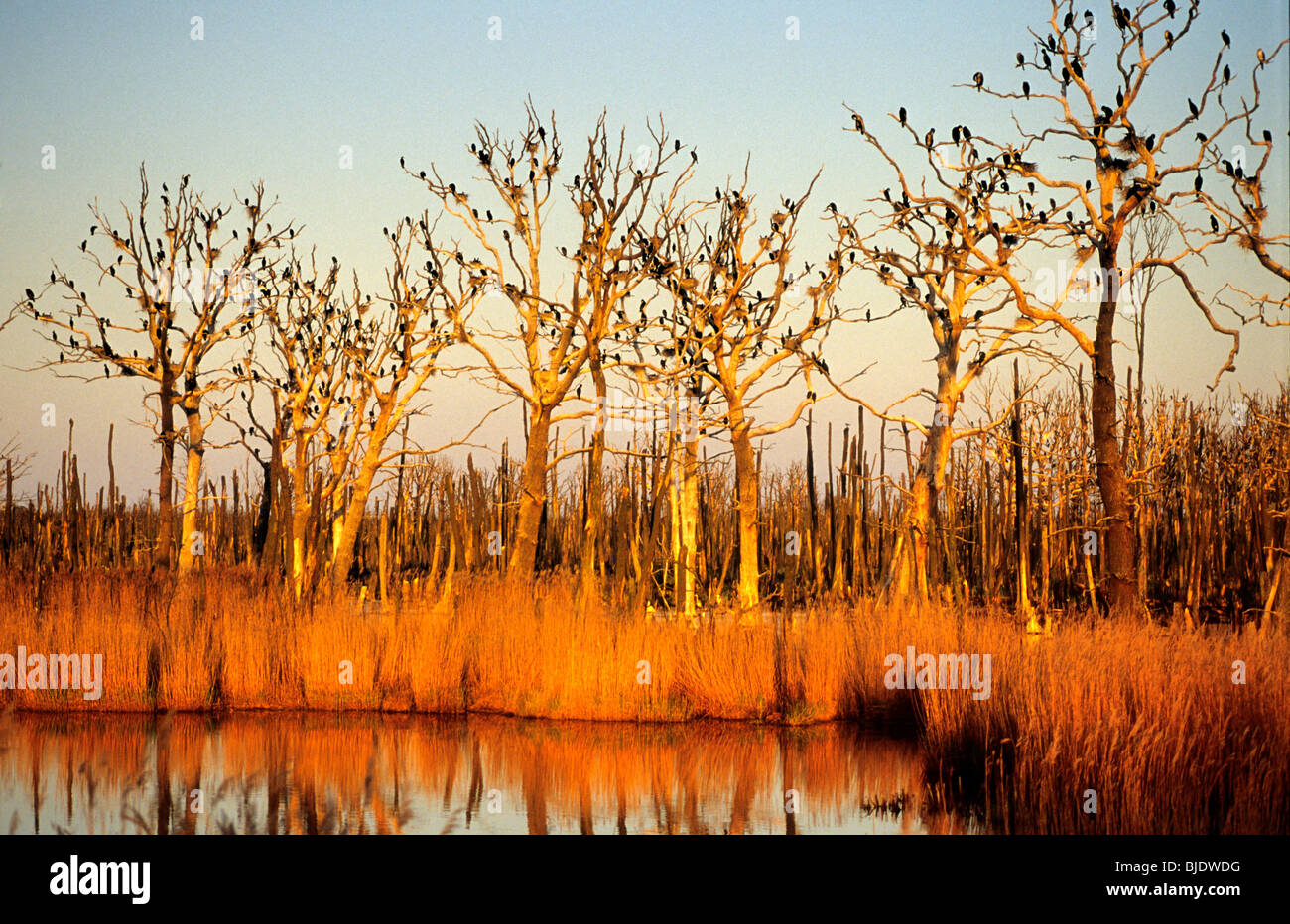 Naturschutzgebiet anklamer stadtbruch Fotos und Bildmaterial in hoher