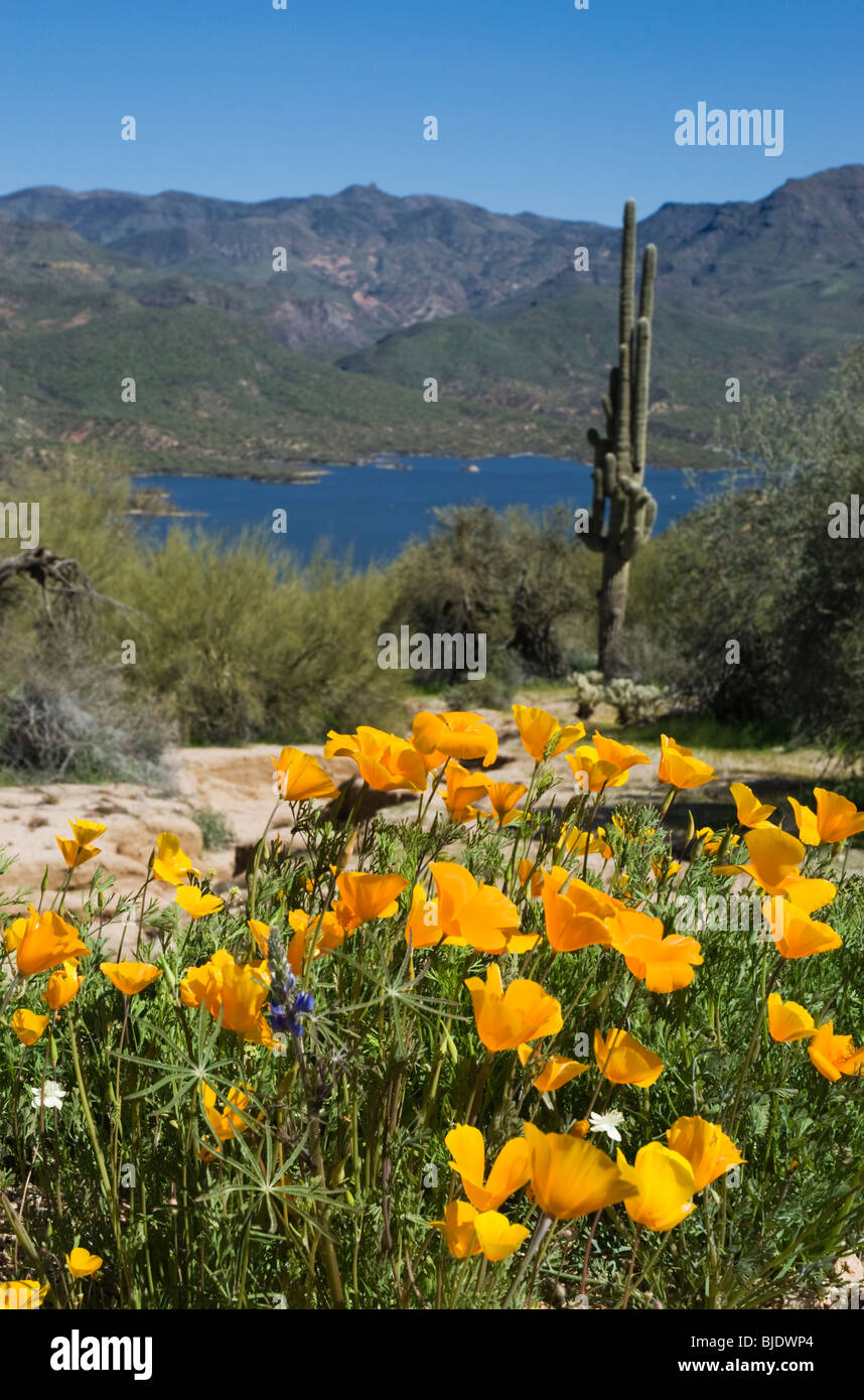 Bartlett-See, in der Nähe von Carefree, Arizona, USA, während der Frühjahrssaison Wildblumen. Stockfoto