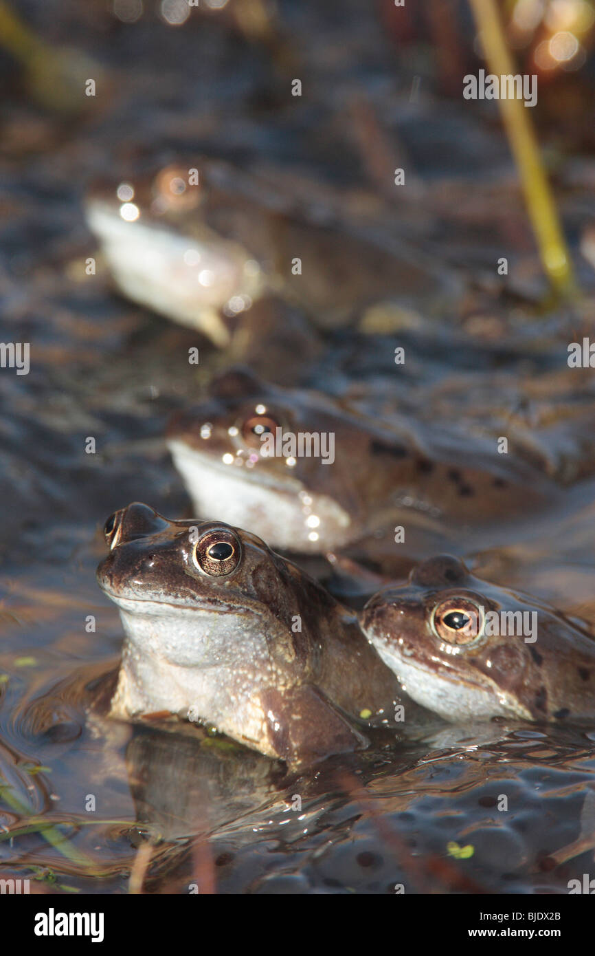 Gemeinsame Frog(s) Stockfoto