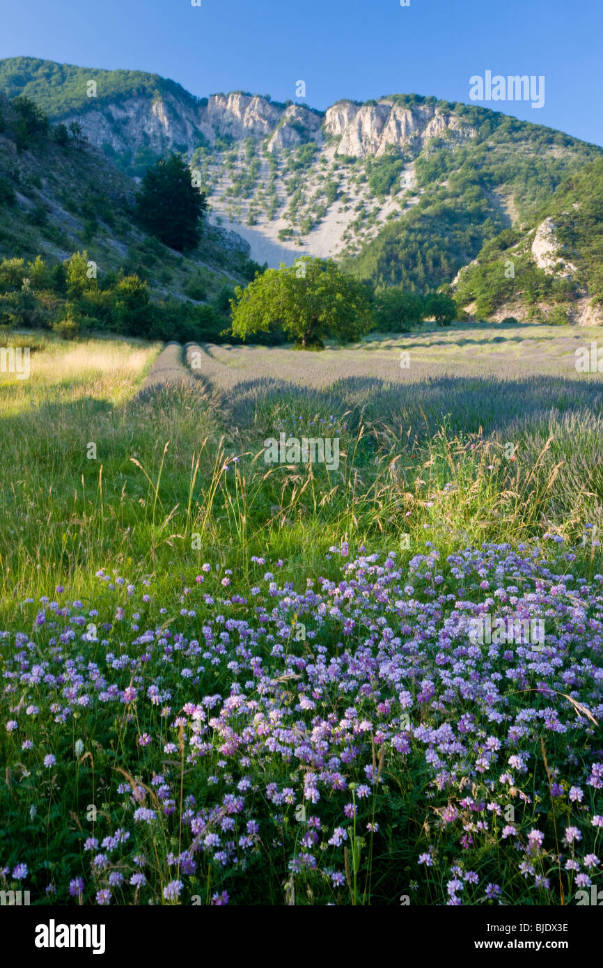 Lavendel, nr Montbrun-Les-Bains, Vaucluse, Provence, Frankreich Stockfoto