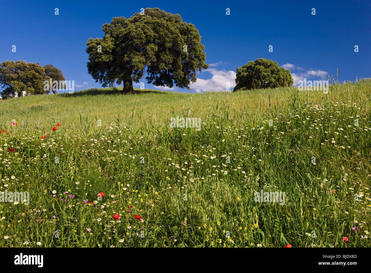 Wilde Blumen im Feld, Frühling, nr Olvera, Andalusien, Spanien Stockfoto