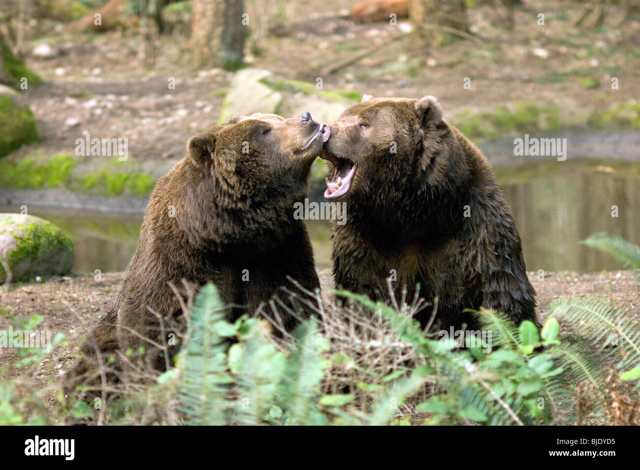 Braunbären interagieren und spielen Stockfoto
