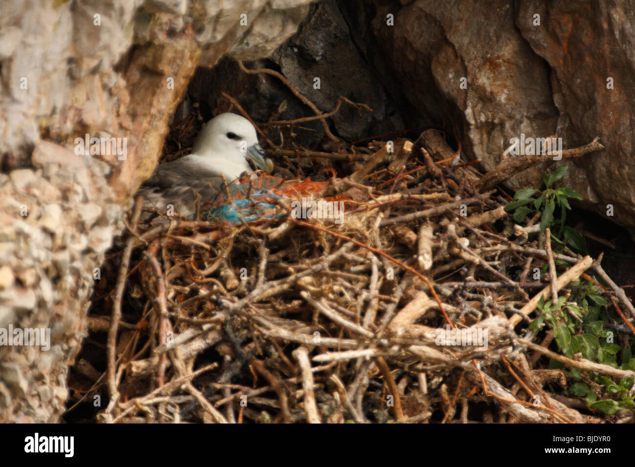 Fulmar auf sein Nest auf Klippen, U.K Stockfoto