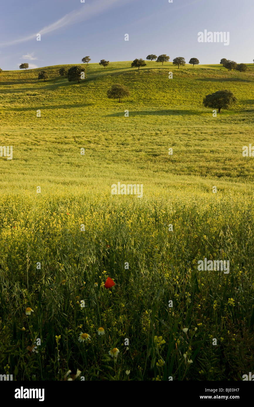 Feld im Frühjahr, nr Arcos De La Frontera, Andalusien, Spanien Stockfoto