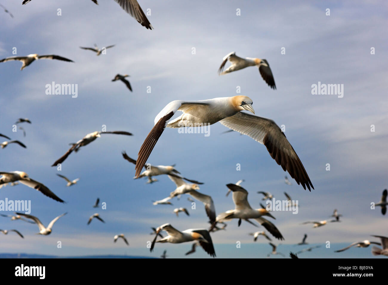 Basstölpel Morus Bassanus im Flug, Schottland, Vereinigtes Königreich Stockfoto