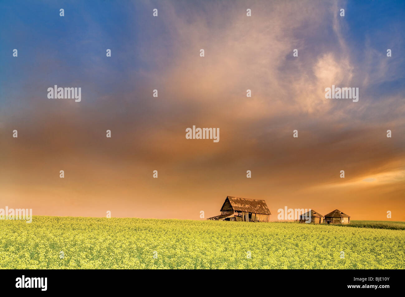 Prärie-Scheune und dramatischer Himmel bei Sonnenuntergang, Alberta, Canada Stockfoto