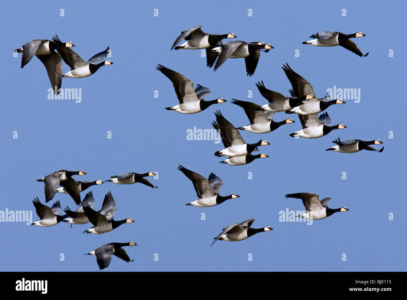 Herde von Weißwangengans (Branta Leucopsis) im Flug über die Wiesen von Zierikzee, Zeeland, Niederlande Stockfoto