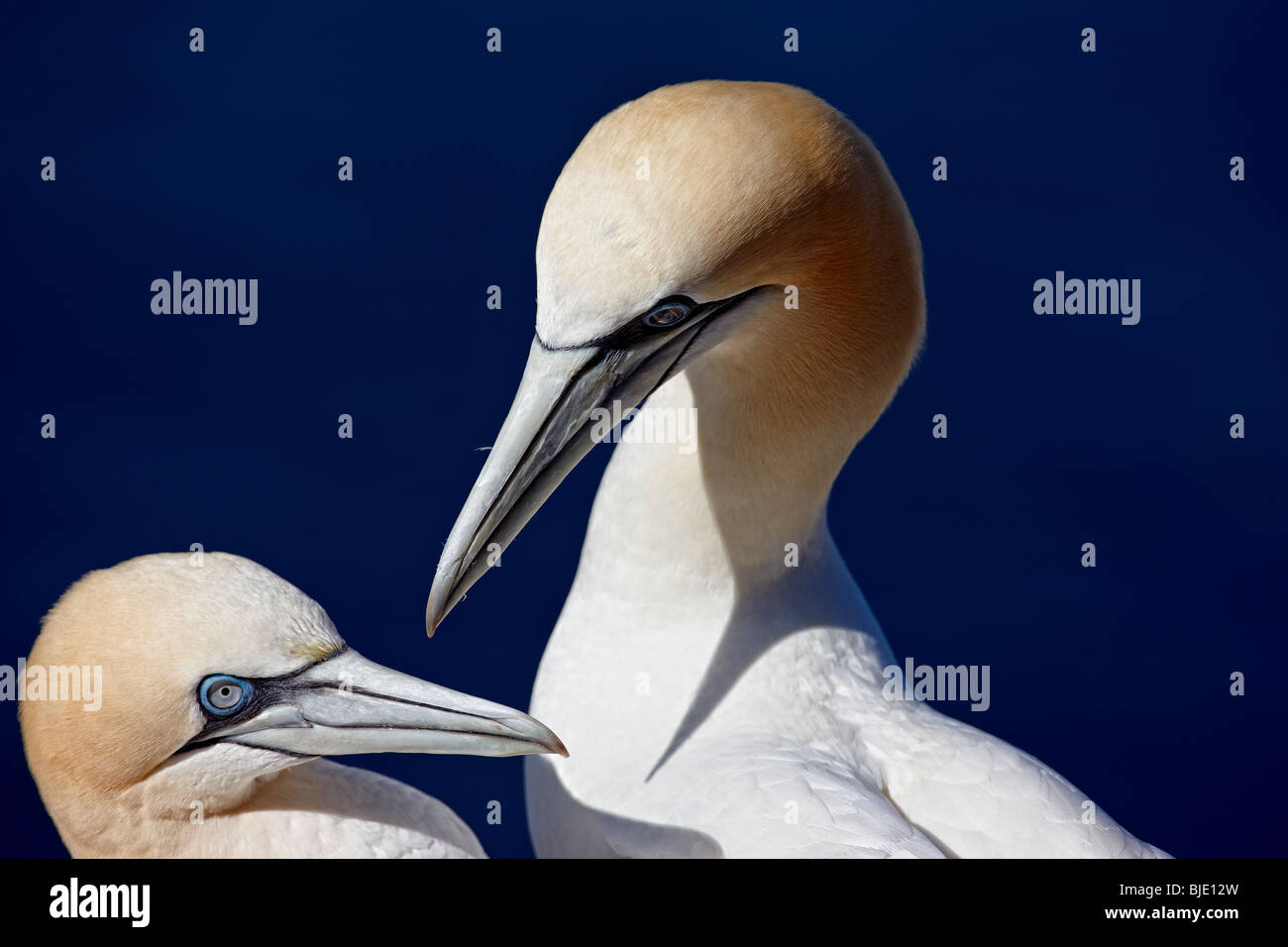 Paar Basstölpel Morus Bassanus Bass Rock Scotland UK Stockfoto