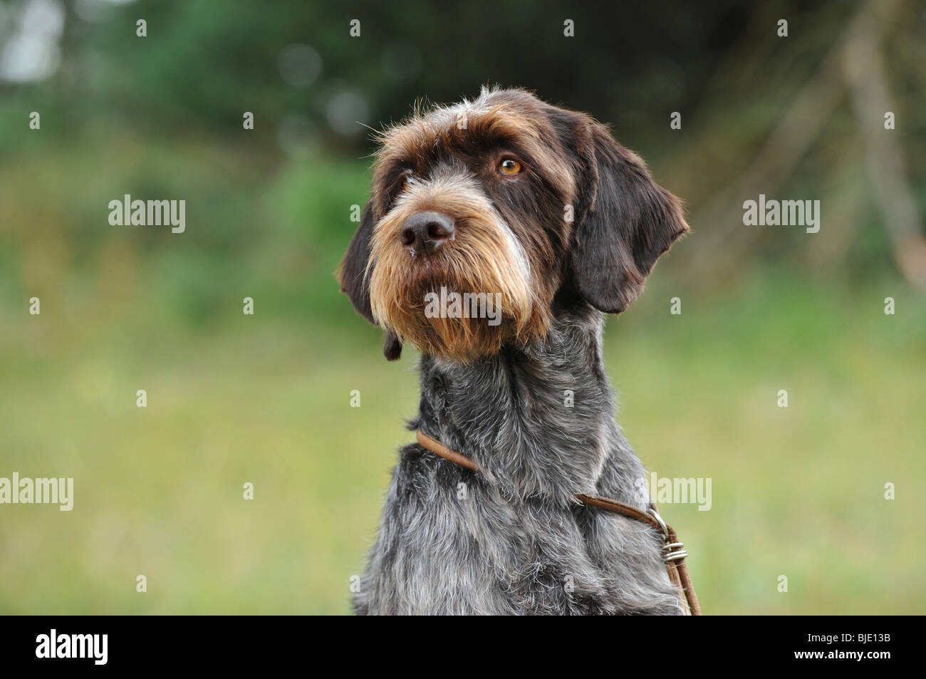 Cesky Fousek Hund portrait Stockfoto