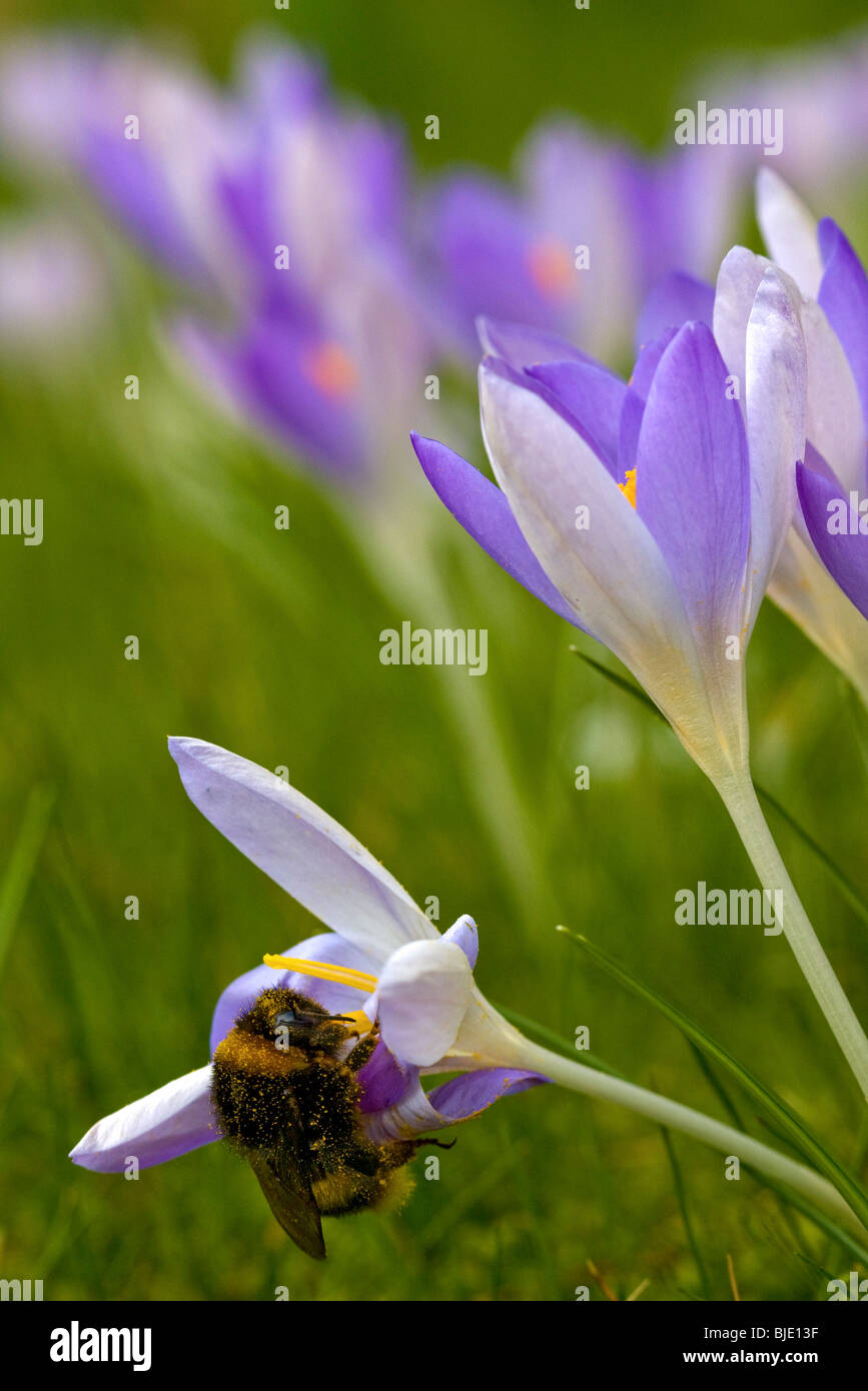 Buff-tailed Hummel / große Erde Hummel (Bombus Terrestris) abgedeckt, in Pollen auf Krokus (Crocus Tommasinianus), Belgien Stockfoto