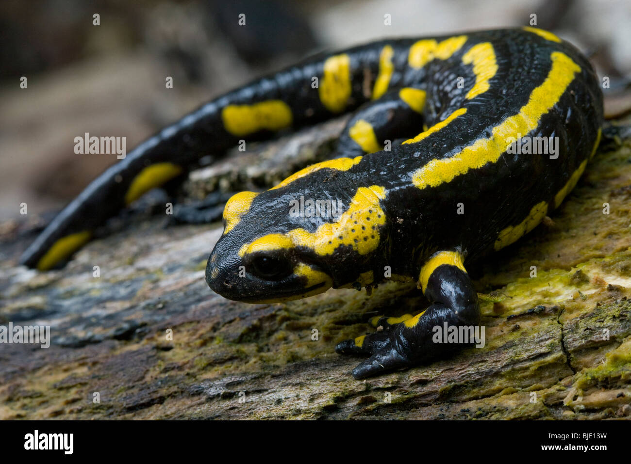 Feuer Salamander (Salamandra Salamandra) auf einem Baumstamm in Wald Stockfoto