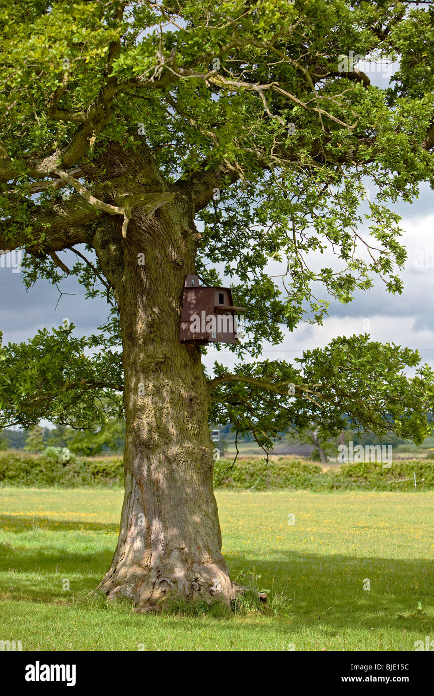 Schleiereule-Box in einem Baum Stockfoto
