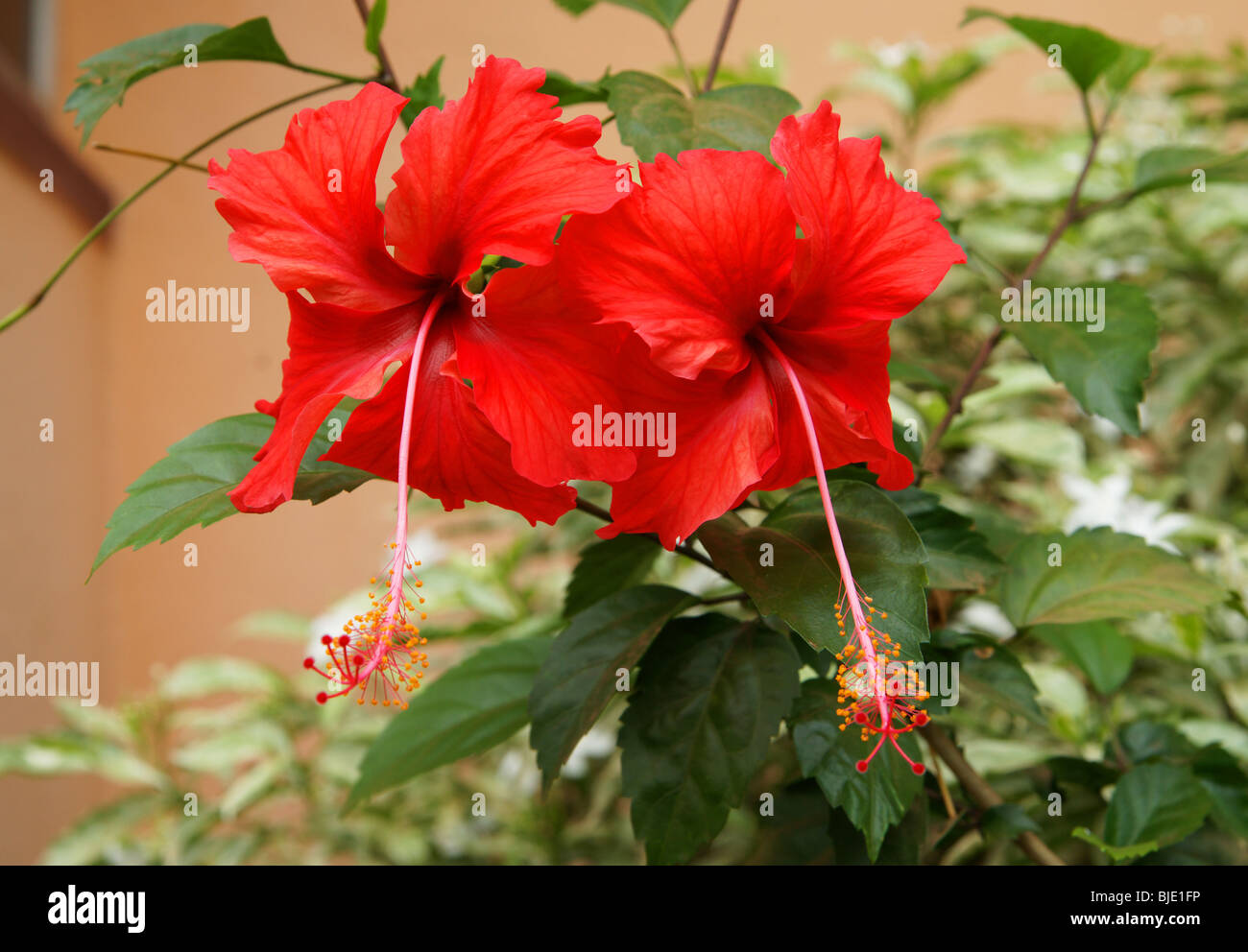 Hibiskus, Gattung von Blütenpflanzen in der Malve Familie Malvaceae. Stockfoto