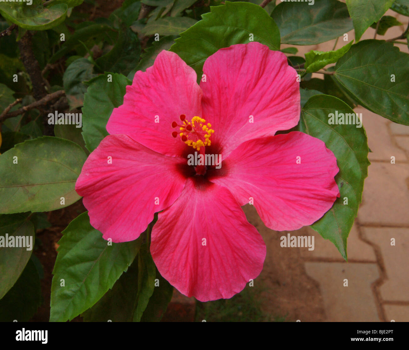 Hibiskus, Gattung von Blütenpflanzen in der Malve Familie Malvaceae. Stockfoto