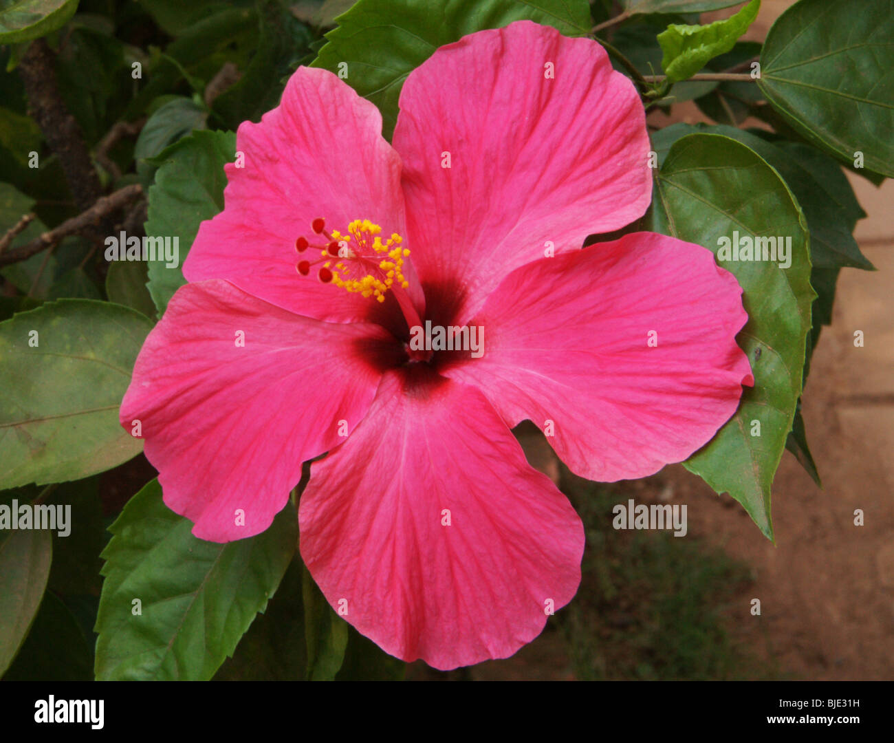 Hibiskus, Gattung von Blütenpflanzen in der Malve Familie Malvaceae. Stockfoto