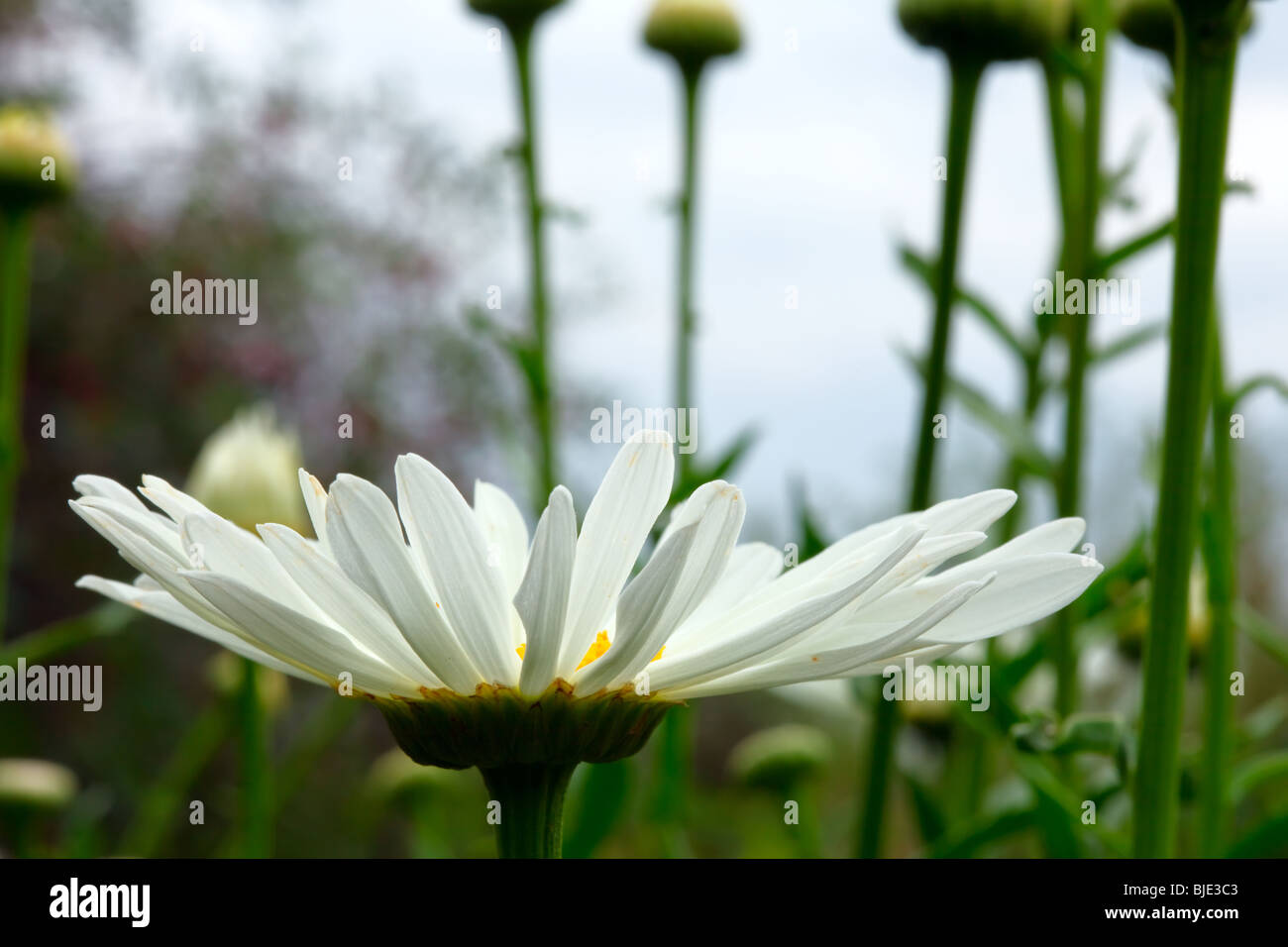 Blume des großen Garten Kamille. Stockfoto
