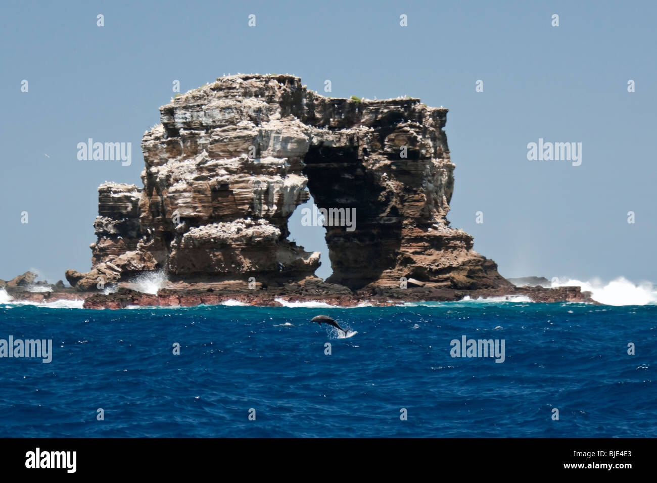 Ein Spinner-Delphin führt akrobatische Kunststücke vor der herrlichen Kulisse des Darwins Arch im Galapagos-Archipel. Stockfoto