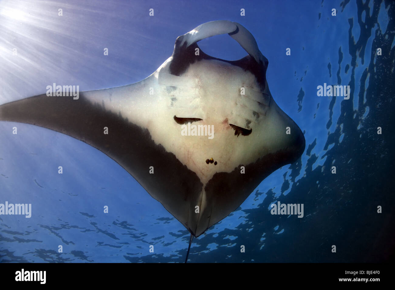 Ansicht der Unterseite einen riesigen Mantarochen gleiten durch gesprenkelt blau Oberflächenwasser durch Sonnenstrahlen des Galapagos Archipels beleuchtet Stockfoto