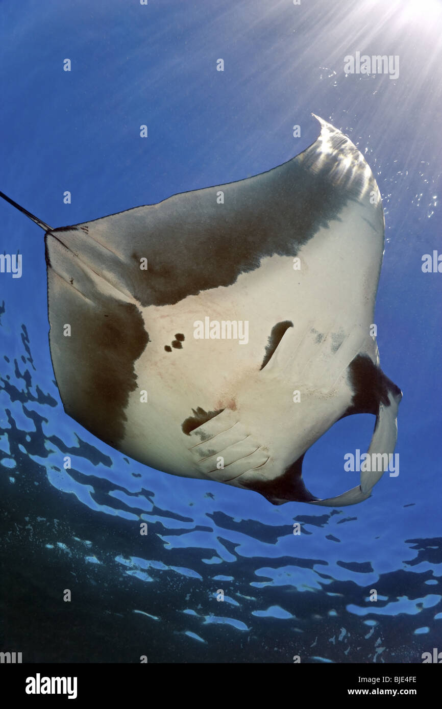 Ansicht der Unterseite einen riesigen Mantarochen gleiten durch gesprenkelt blau Oberflächenwasser durch Sonnenstrahlen des Galapagos Archipels beleuchtet Stockfoto