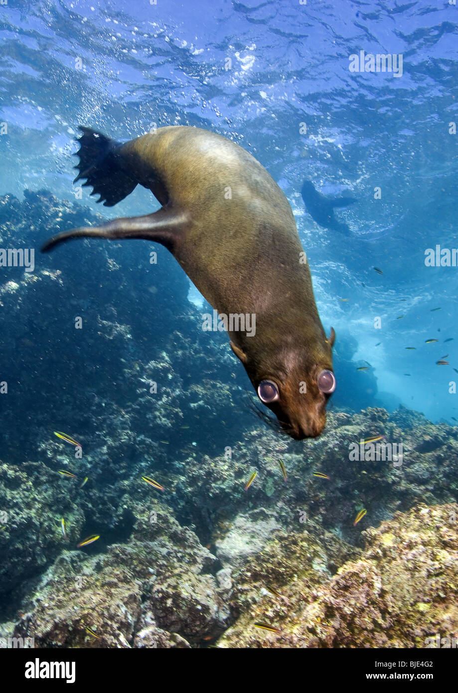 Eine spielerische Galápagos-Seelöwen zeigt seine Beweglichkeit entlang der Riffe des Galapagos Archipels. Stockfoto