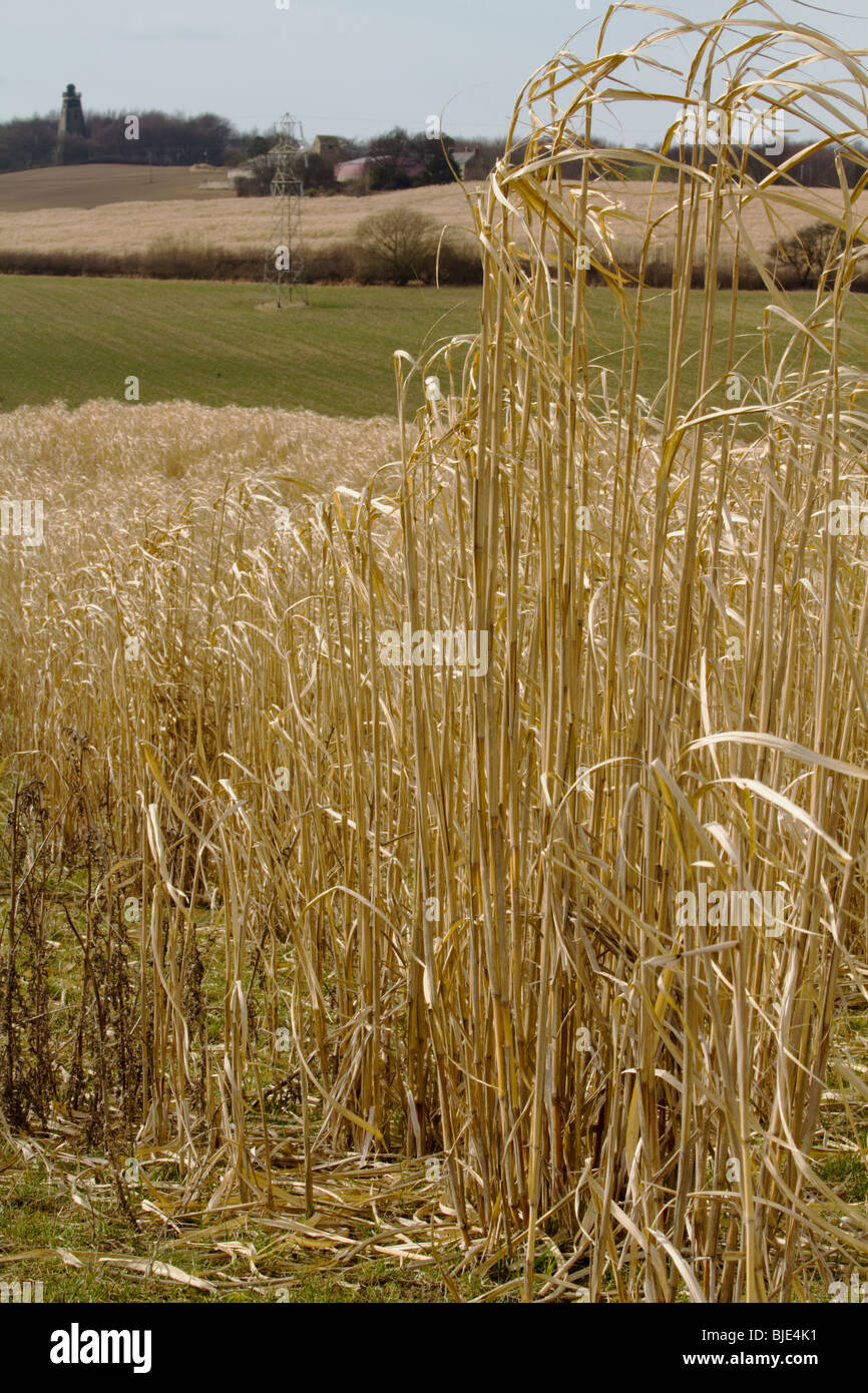 Einem frühen Frühling Blick über die Felder in Richtung Hober Stand, Rotherham, South Yorkshire, Großbritannien. Stockfoto