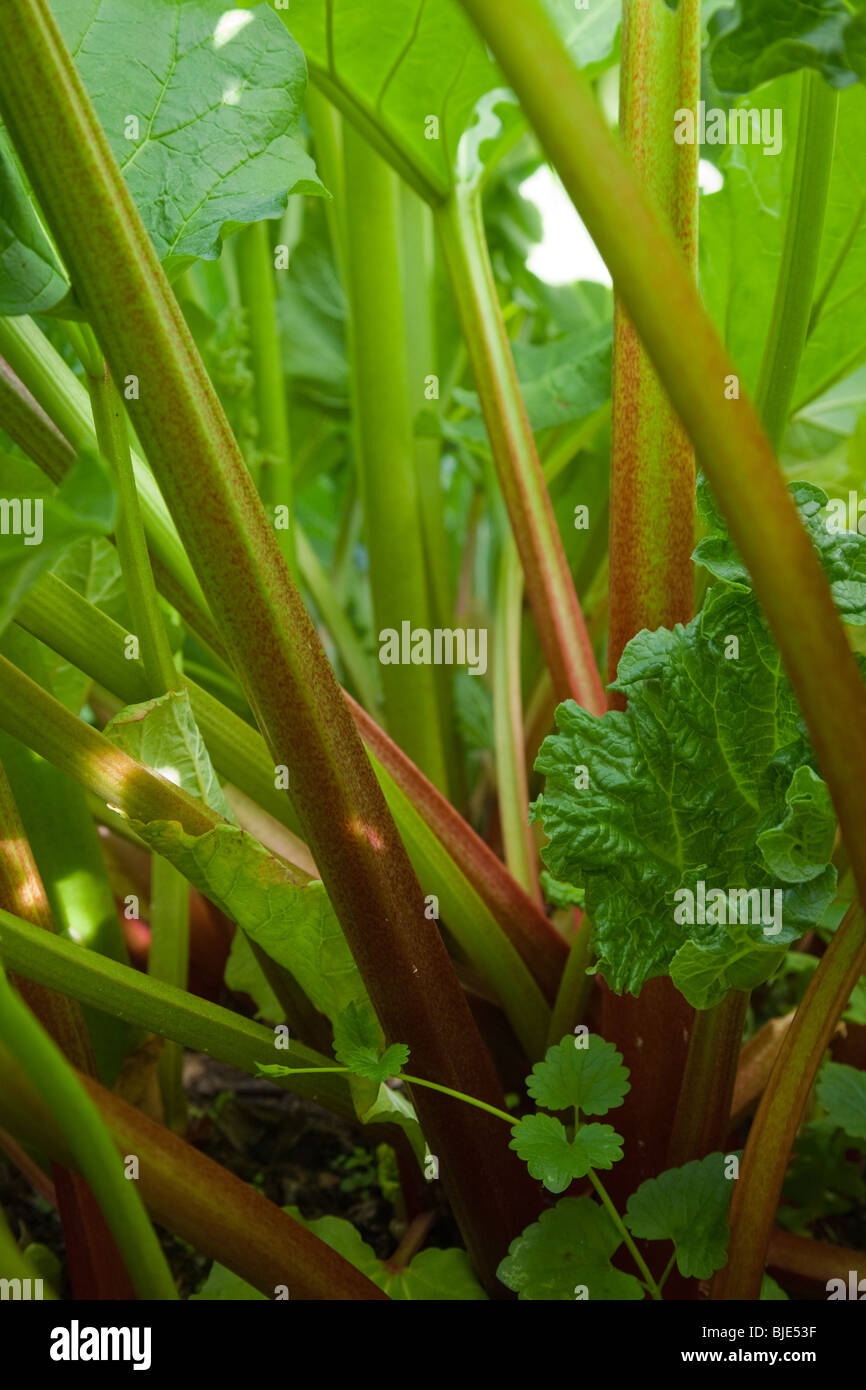 Rhabarber garden -Fotos und -Bildmaterial in hoher Auflösung – Alamy
