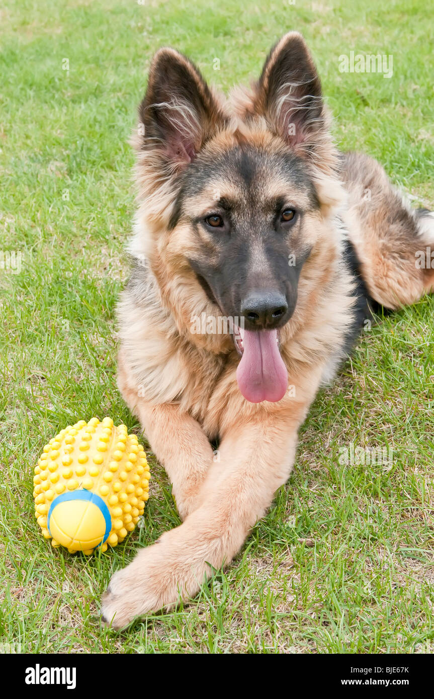 Deutscher Schäferhund, Canis Lupus Familiaris, langhaarige Welpen, 6,5 Monate alt Stockfoto