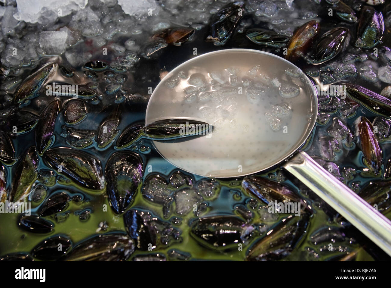 Prince Edward Island (PEI) Muscheln im Wasser Nahaufnahme, zum Verkauf in Toronto, Kanada Stockfoto