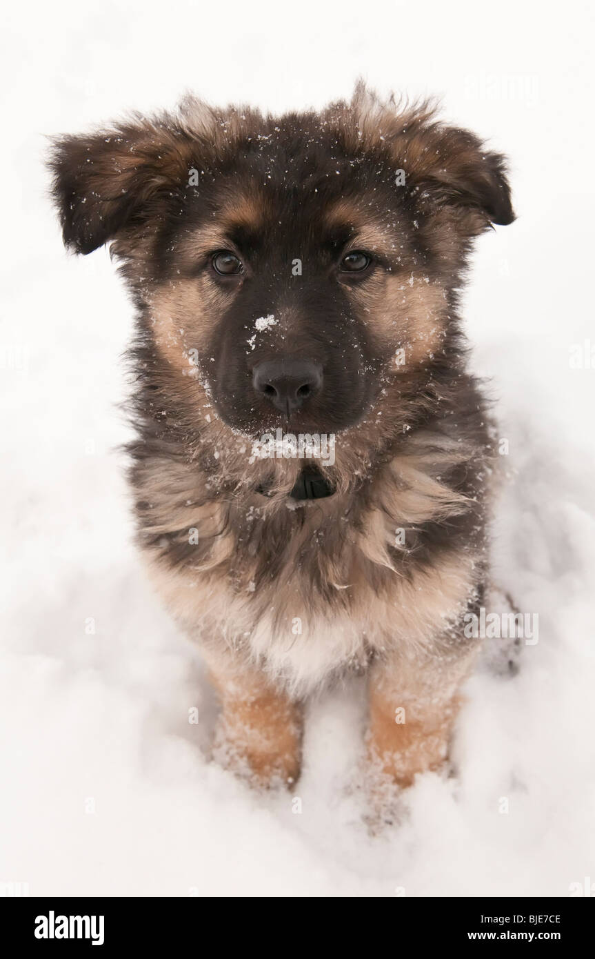 Deutscher Schäferhund langhaariger, lange beschichtet Welpe, neun 9 Wochen alt, sitzen im Schnee Stockfoto