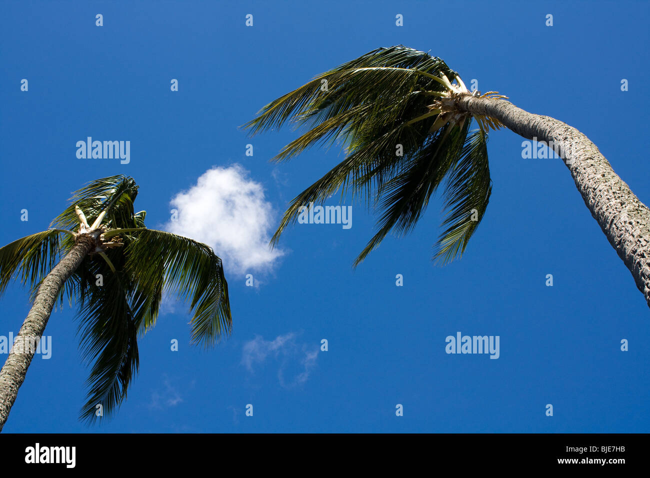 Palmen wehen im tropischen wind Stockfoto