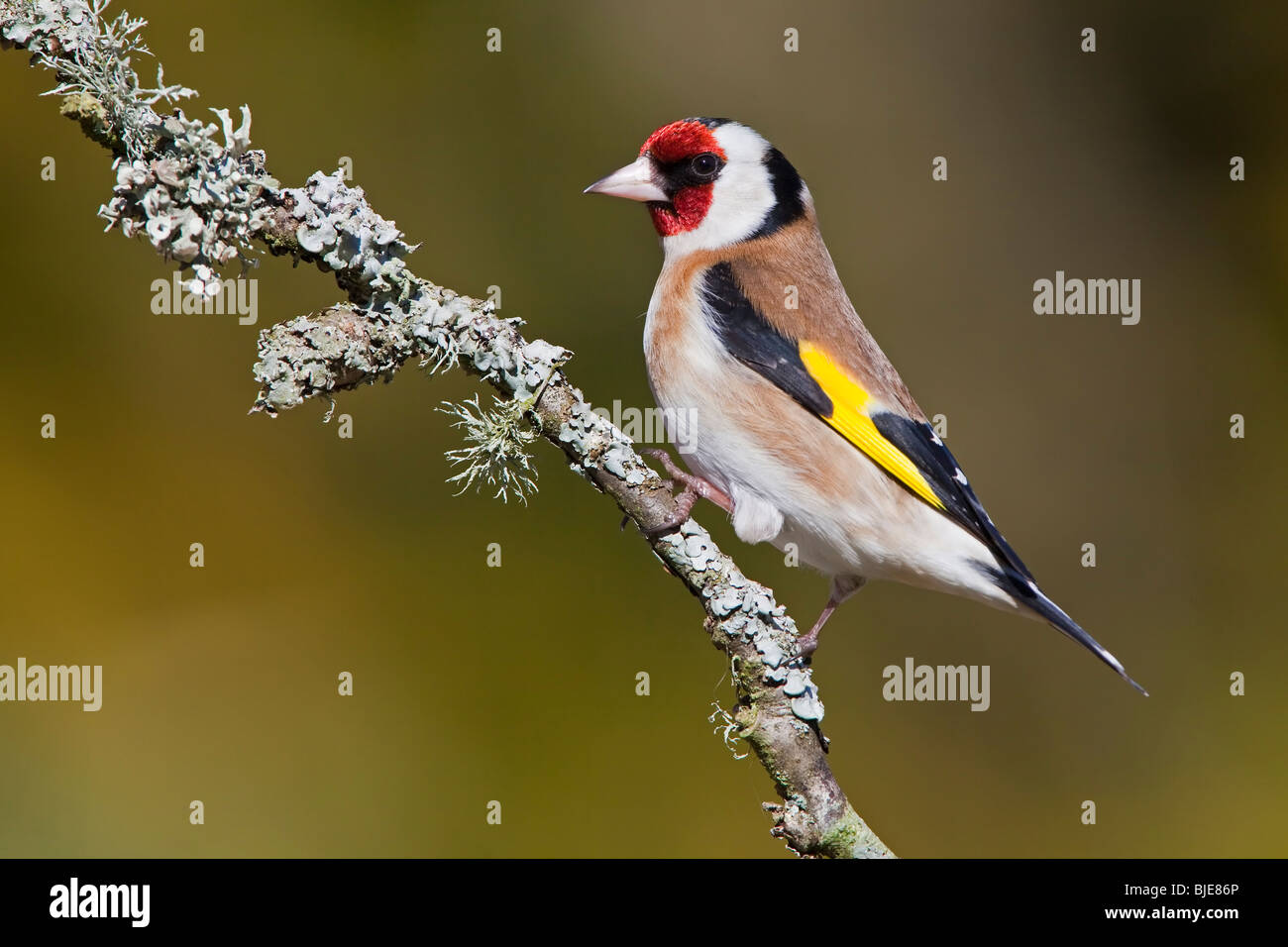 Stieglitz auf eine Flechte bedeckt Zweig. Stockfoto