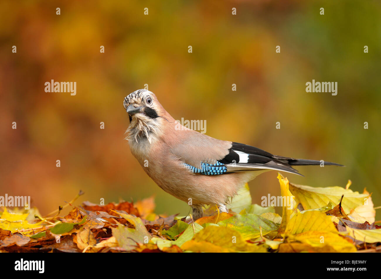 Eichelhäher (Garrulus Glandarius) unter Herbst Nahrungssuche verlässt. Stockfoto