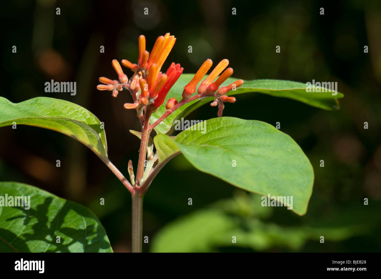 Firebush, Hummingbird Bush (Hamelia Patens), blühender Zweig. Stockfoto